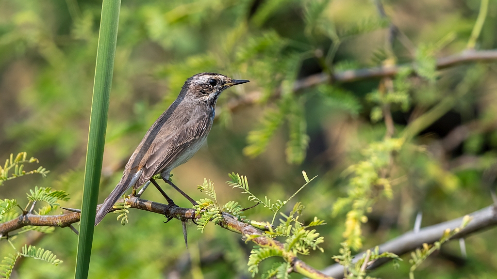 Bluethroat